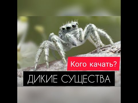Видео: ПОДРОБНЫЙ ОБЗОР! Дикие существа. Кого и зачем качать? The Ants: Underground Kingdom