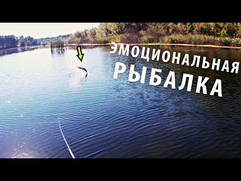 Видео: Ловля Щуки на Поппер! Щука и Окунь на Мелководье. Эмоциональная Рыбалка. Встреча с Косулей!