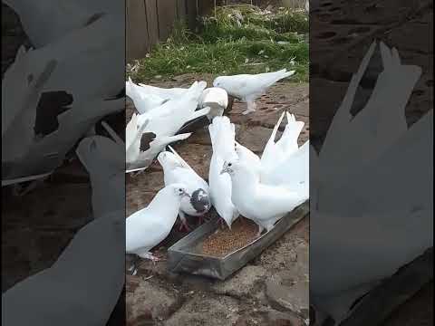 Видео: 26 октября 2025 г.