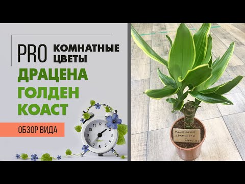 Видео: Драцена Голден Коаст - неприхотливый сорт популярного комнатного растения |Как ухаживать за драценой