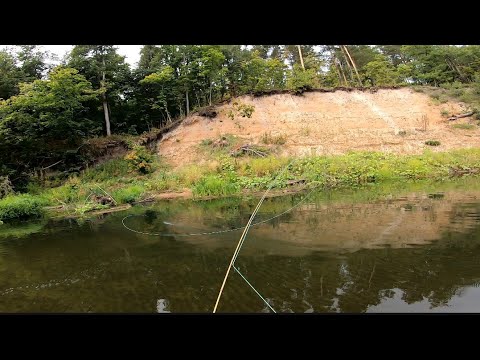 Видео: Нахлыст на красивой реке. Немного голавля, ельца и синти.