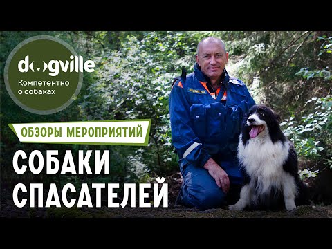 Видео: Испытания для собак-спасателей - Как работают собаки в завале? - Поиск пропавших людей в лесу