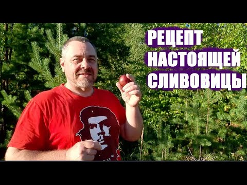 Видео: Брага из сливы готовим самый вкусный и ароматный самогон СЛИВОВИЦУ