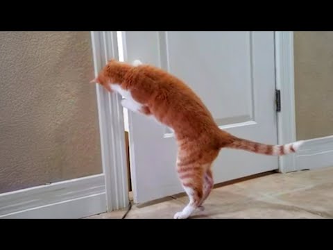Видео: Когда у тебя кот с невероятным мозгом!