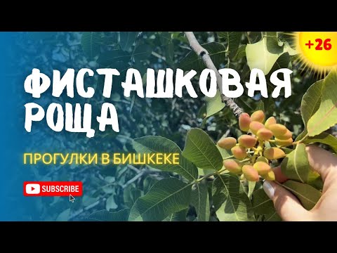 Видео: Где растут самые вкусные фисташки? Смотрите сами!