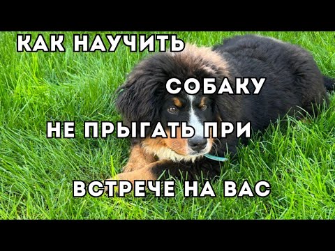 Видео: Как научить собаку не прыгать на Вас при встрече?