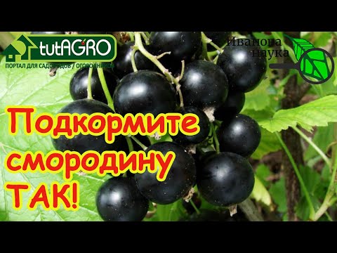 Видео: ЯГОДНЫЙ БУМ: лучшая подкормка смородины и других кустов БЕЗ МИНЕРАЛЬНЫХ УДОБРЕНИЙ. Урожай будущего!
