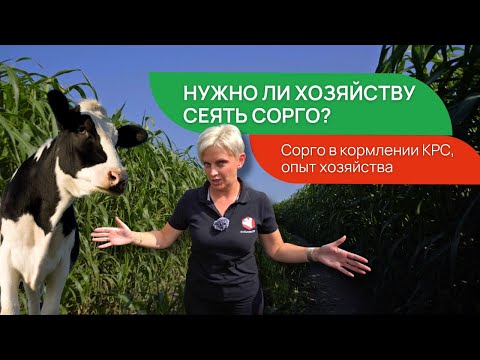 Видео: Агроплазма. Сорго-суданковые гибриды. Репортаж канала @KLTVTR #сорго #крс #корма