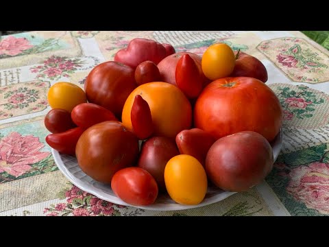 Видео: Мои методы выращивания помидор