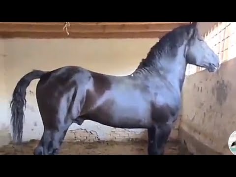 Видео: САЛОМ Таджикистан Узбекистан 😱📣🇹🇯🇺🇿🇰🇬🇰🇿🇷🇺✅АСПБОЗОРИ ЛЕНИНСКИЙ РАЙОН 18:12:2024г 1 млн просмотр