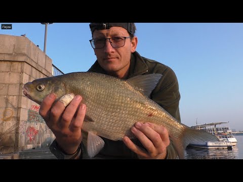 Видео: Киев. Рыбалка на Киевской Набережной. Дистанция 100+