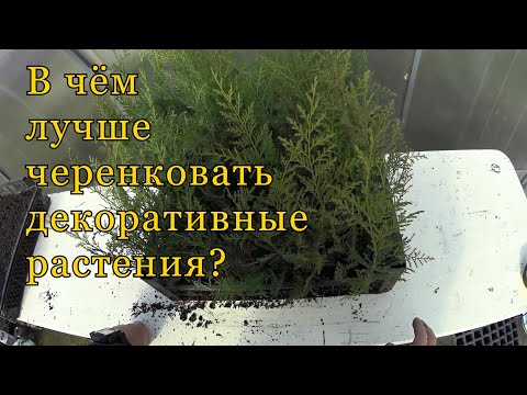 Видео: В чем лучше черенковать декоративные растения? Лотки, кассеты или ящики?