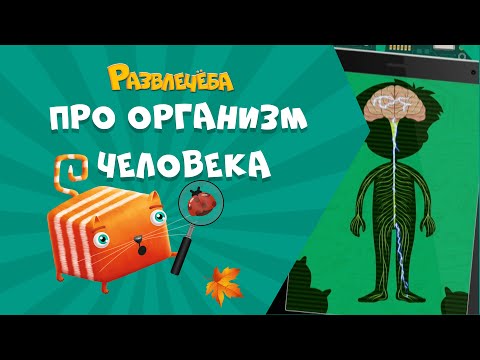 Видео: Развлечёба. Окружающий мир. Про организм человека