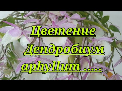 Видео: Цветение Дендробиумов.(D.aphyllum,D.loddigessii.D.chrusotoxum.)