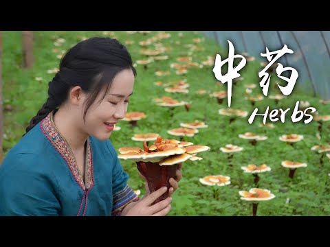 Видео: Травы - редкие пищевые ингредиенты в Глубоких горах Юньнани
