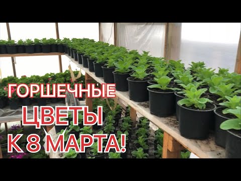 Видео: Какие ЦВЕТЫ К 8 МАРТА вырастили? Обзор ТЕПЛИЦЫ на 17 февраля!
