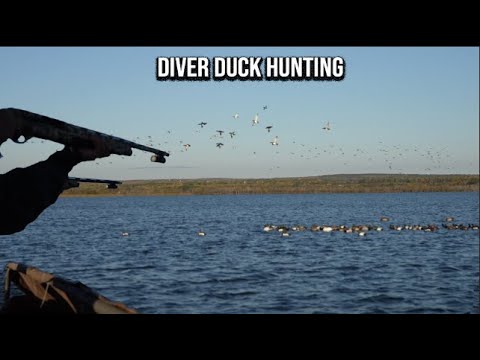 Видео: Охота на нырков (огромные стаи)