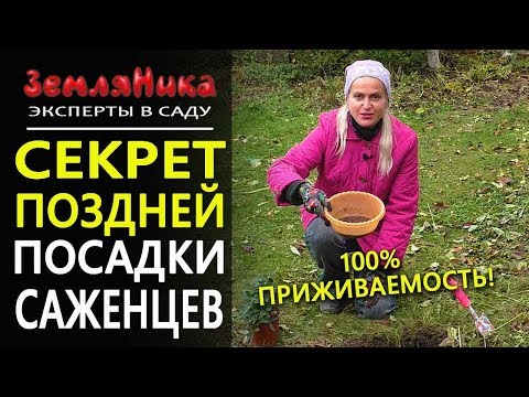 Видео: Саженцы осенью. Как посадить саженцы поздней осенью. 100% приживаемость саженцев.