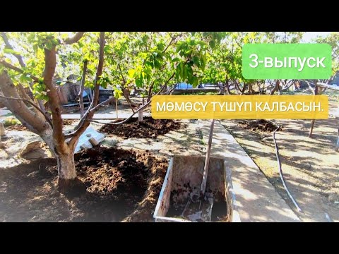 Видео: Бак сыры🍒🍒. Гилас түйдү, эми эмне кылуу керек?🤔🤔