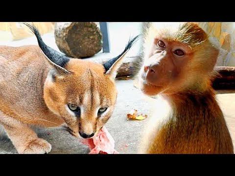 Видео: Хороводов не ждите, Люся ВЗРОСЛЕЕТ!Самый ЛУЧШИЙ день- ДЕНЬ СУРКА!Рокки и каракал СКУЧАЛИ по курочке!