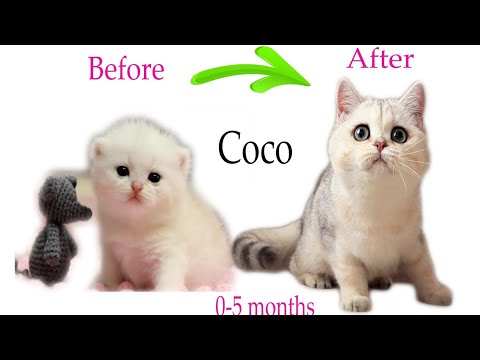 Видео: Как росла кошечка Коко: От 0-5 месяцев!