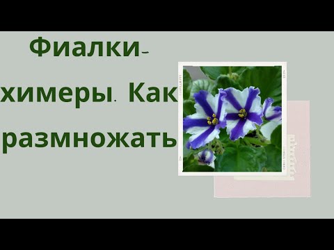 Видео: Фиалки  химеры, размножаю пасынками.
