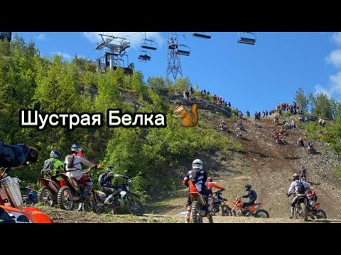 Видео: Шустрая Белка 2023 🐿️/ Коварный Подъём