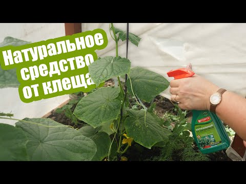 Видео: ПАУТИННЫЙ КЛЕЩ на огурцах: уничтожаем без вреда для урожая!