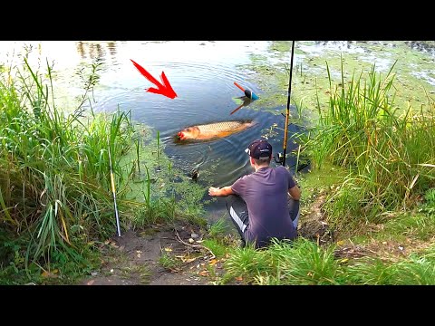 Видео: СЕРЁГА, КОГО ТЫ ПОТЯНУЛ... ОН СЛОМАЕТ УДОЧКУ!!! Рыбалка на ДИКОГО КАРАСЯ с ПОПЛАВКОМ осенью 2024