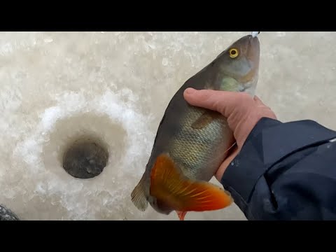 Видео: ПЕРВЫЙ ЛЁД 2025 ПОШЛА ЖАРА!!! Зимняя рыбалка удалась, ловля окуня на мормышку!