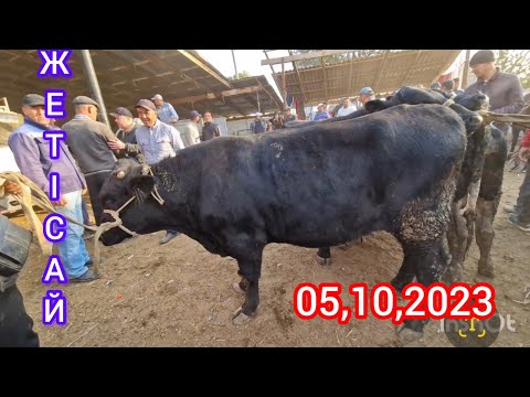 Видео: Жетісай мал базары..Ірі қара малдар бағасы..Өгіздер Бұқалар Бұзаулы сиырлар..05,10,2023