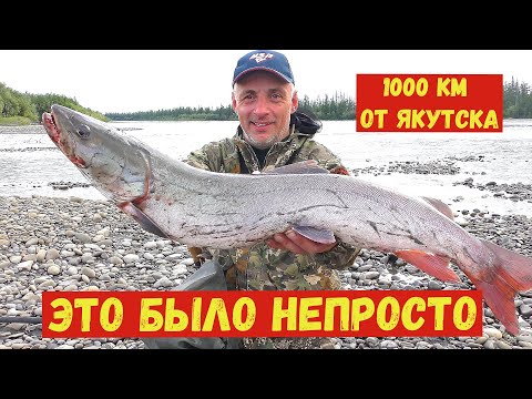 Видео: ТАЙМЕНИ РЕК ЯКУТИИ. НА МЫША! МОЯ ПЕРВАЯ В ЖИЗНИ РЫБА.