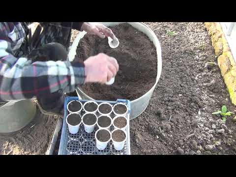Видео: Подготовка рассады табака к пикировке