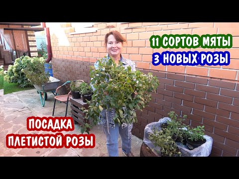 Видео: 11 сортов мяты! 3 новых розы из питомника! Посадка плетистой розы ПОШАГОВО.