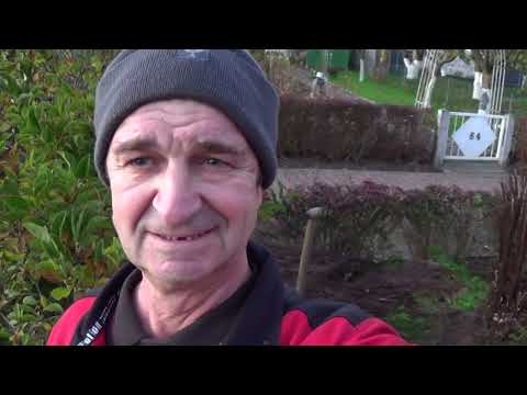 Видео: Как выкорчевывать Тую