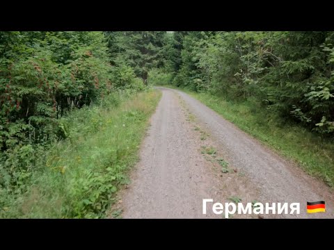 Видео: Черничный лес. На велосипеде по Германии.