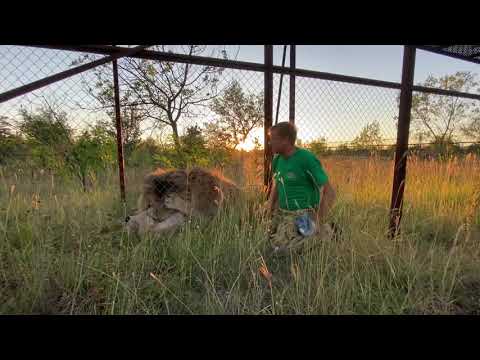 Видео: На что только не пойдешь чтобы СНЯТЬ ВИДЕО ИЗ ЖИЗНИ ЛЬВОВ ?!!!