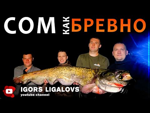 Видео: Напарник взял огромного длинного трофейного сома как бревно на реке на подводной охоте