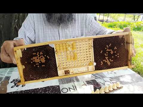 Видео: Восковые мисочки для НИКОТ.