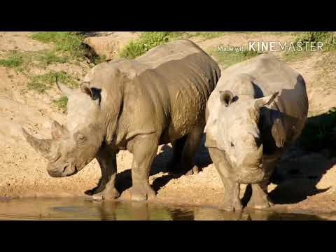 Видео: Африканын жаныбарлары/кыргызча