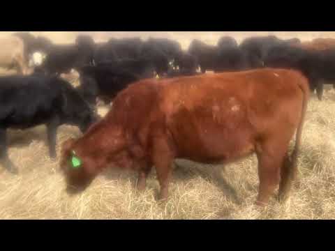 Видео: Выпас скота возрастом 400 и более дней без добавления протеина!