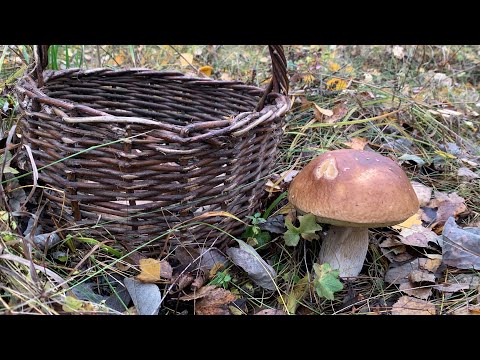 Видео: Білі Гриби та Маслюки в кінці жовтня