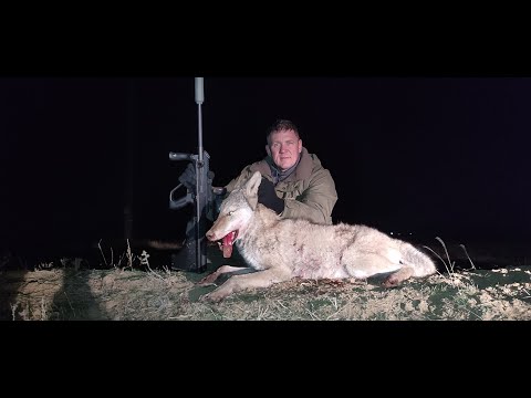 Видео: ОХОТА на ВОЛКОВ! ЛЕЖАЛ в ЗАСИДКЕ 10 ЧАСОВ