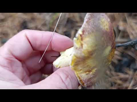 Видео: Неймовірна прогулянка осіннім лісом,неймовірна краса осіннього лісу