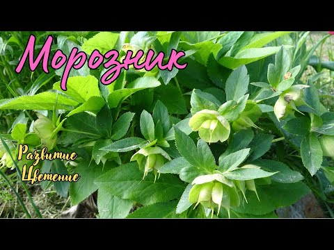 Видео: Морозник / Helleborus