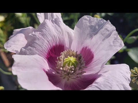 Видео: сумасшедшие старты/ поначинала наборы/ вышивка крестиком