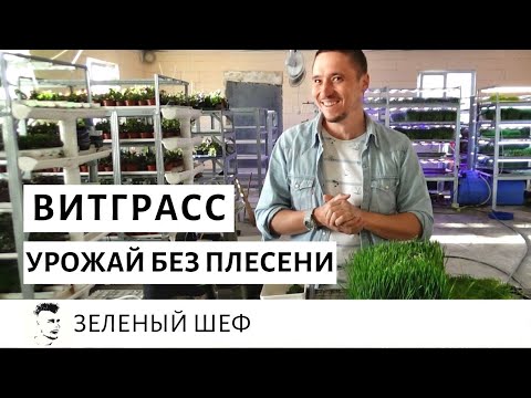 Видео: Витграсс  фреш пшеницы  Сок ростков пшеницы Выращивание микрозелень пшеница  огород на окне