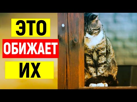 Видео: ЭТИ ЕЖЕДНЕВНЫЕ ВЕЩИ РАНЯТ ЧУВСТВА ВАШЕЙ КОШКИ!