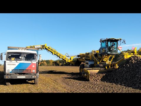 Видео: Уборка САХОРНОЙ СВЕКЛЫ /часть 2
