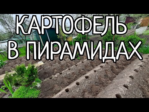 Видео: ПОСАДКА КАРТОФЕЛЯ СОРТ АМЕРИКАНКА В ПИРАМИДЫ.УРОЖАЙНОСТЬ В 2 РАЗА БОЛЬШЕ+УДОБСТВО ПРИ УХОДЕ И СБОРЕ.